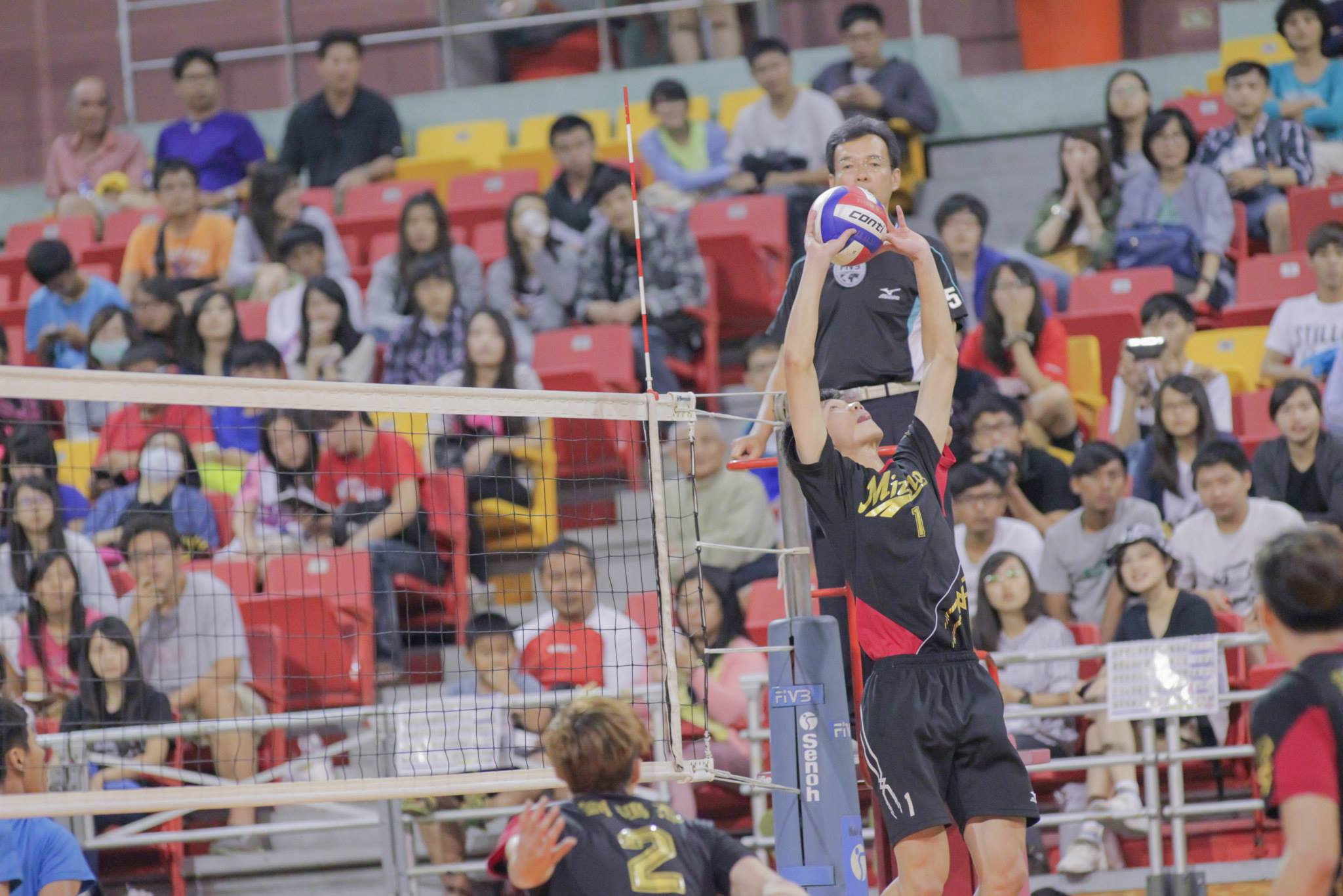 setter