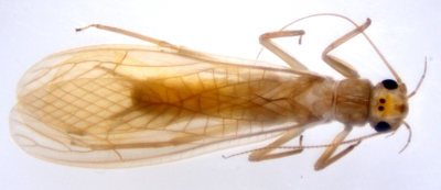 Adult of <em>Neoperla longissimus</em>