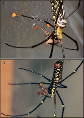 Argyrodes miniaceus, A. miniaceus are stealing food from their host, Nephila pilipes, cooperatively.