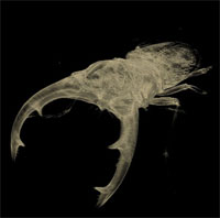 Cyclommatus mniszechi CT scan image