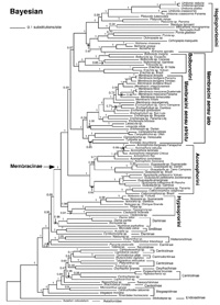 Membracinae phylogeny