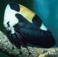 2000 年在巴拿馬拍攝的 <em>Membracis sp.</em> 雌蟲