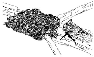 Female and nymphal aggregation of Metcalfiella nigrihumera