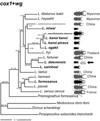 Taiwanese Lucanus phylogeny